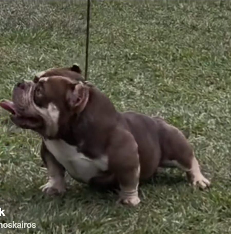 Filhote de American Bully em área externa