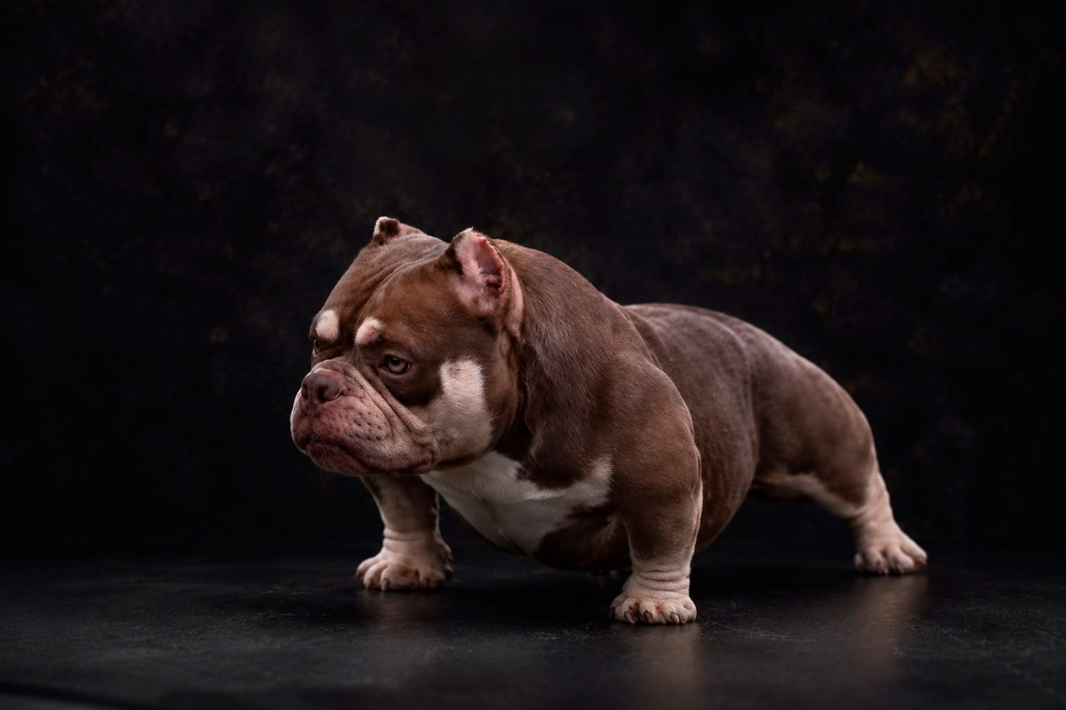 Rascal, American Bully do Canil Cronos Kairo's, em estúdio